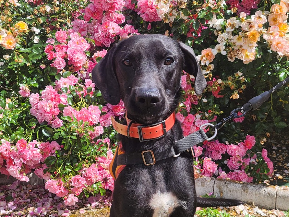 Animal à l'adoption