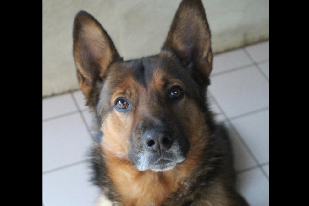 Photo de Mowgli