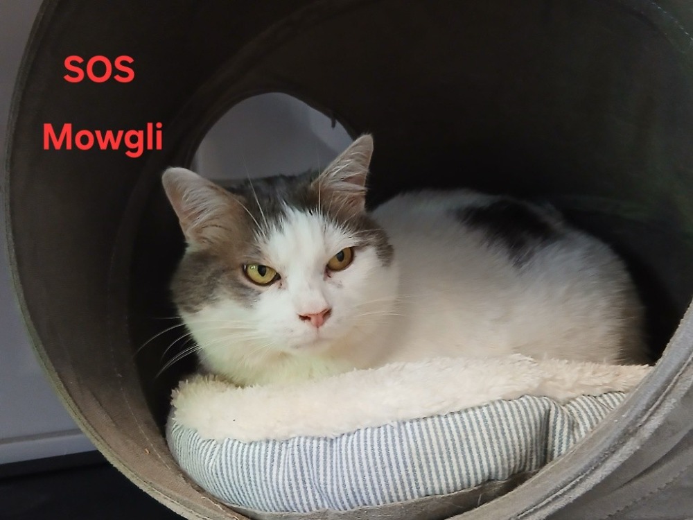 Animal à l'adoption