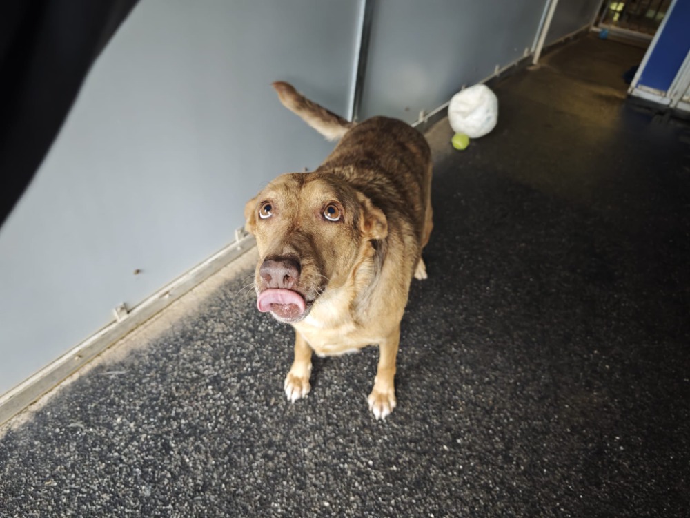 Animal à l'adoption