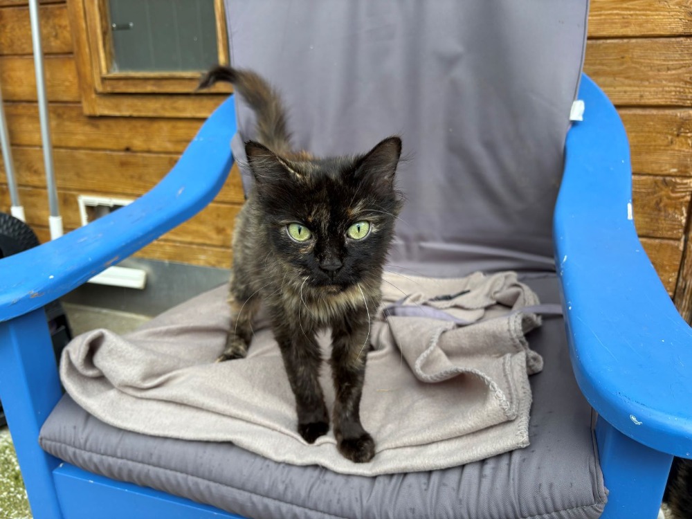 Animal à l'adoption
