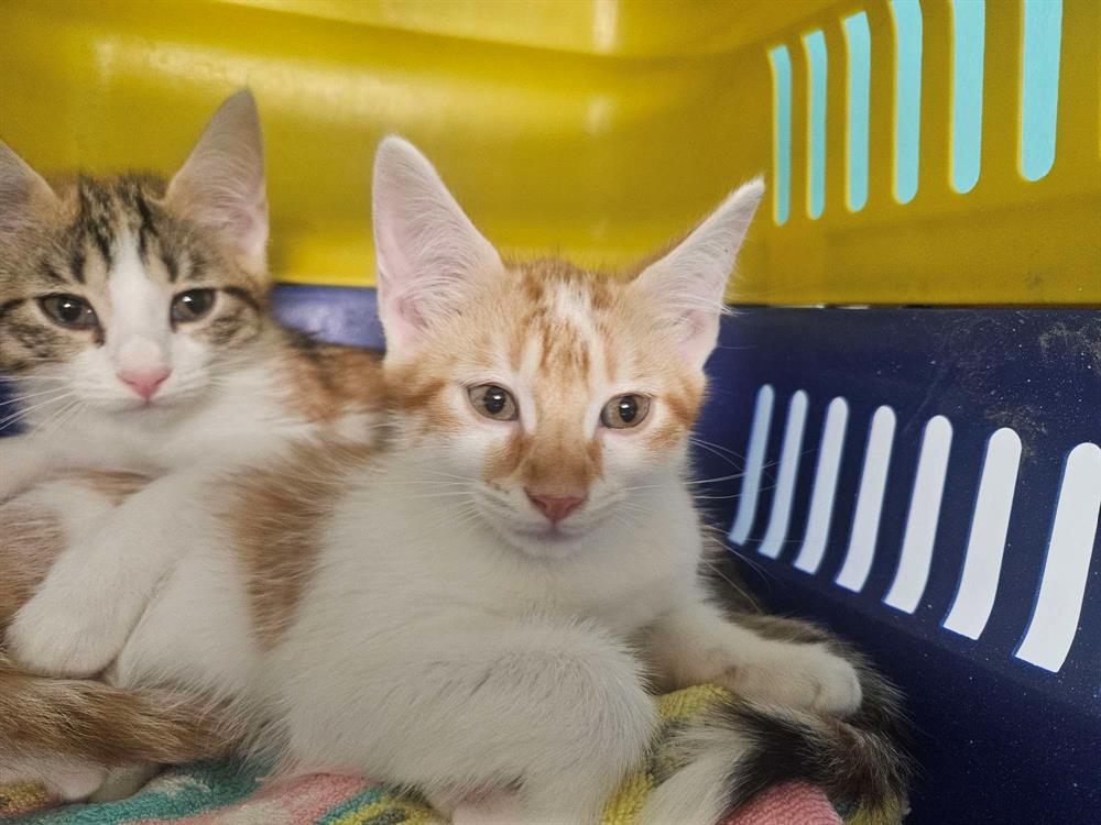 Animal à l'adoption