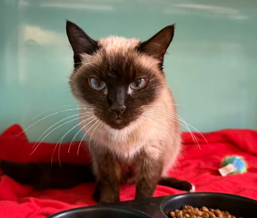 Animal à l'adoption
