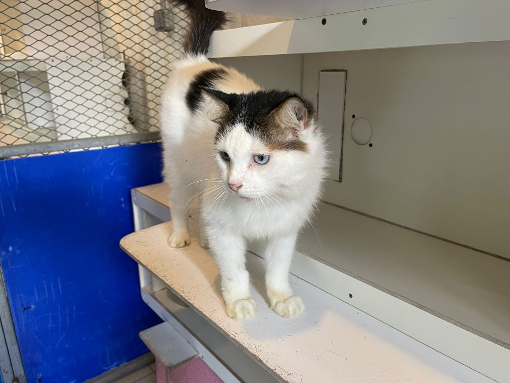 Animal à l'adoption