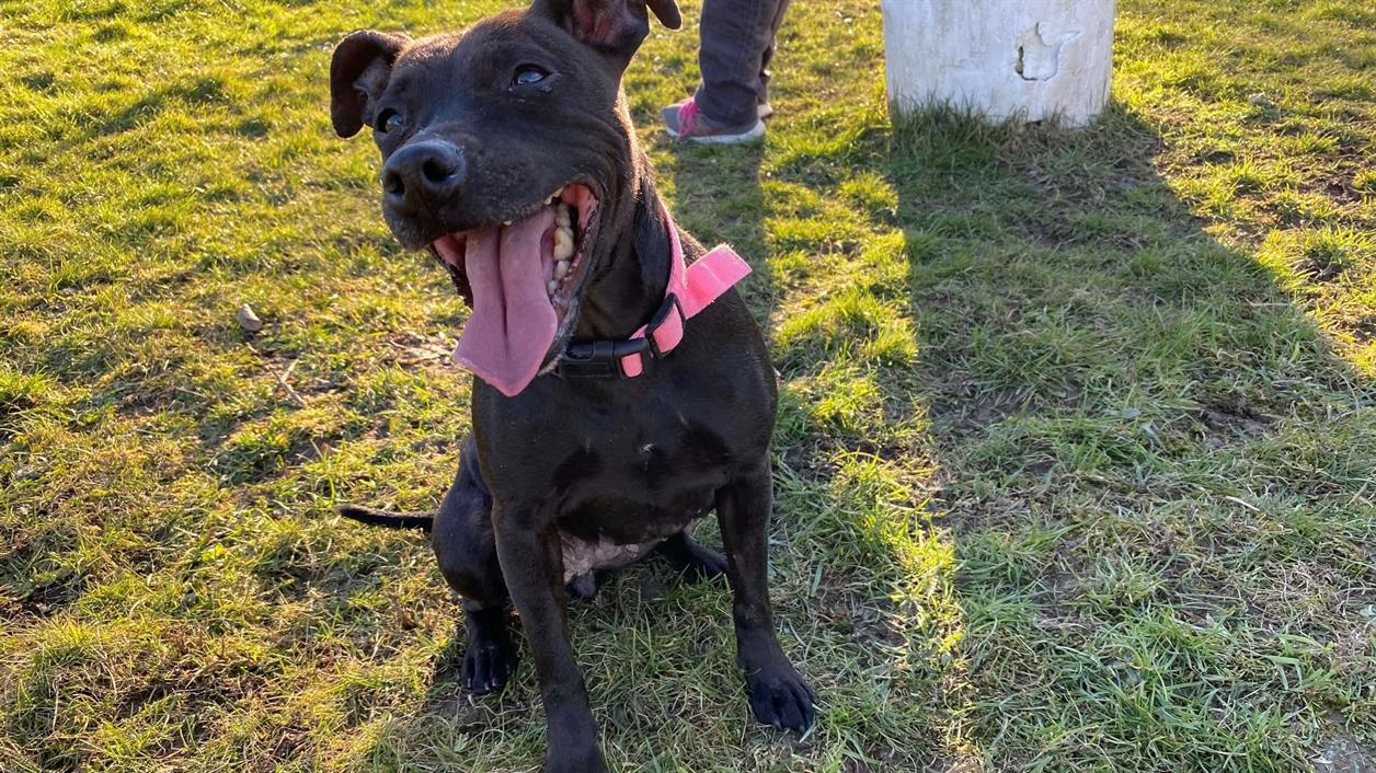 Animal à l'adoption