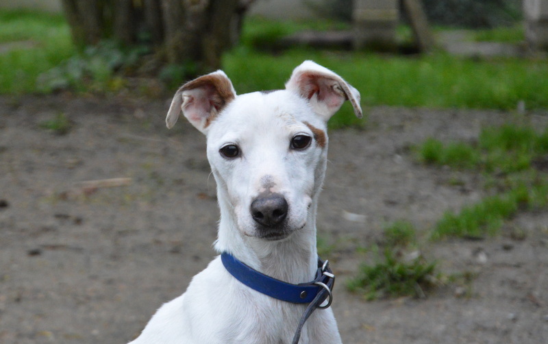 Animal à l'adoption