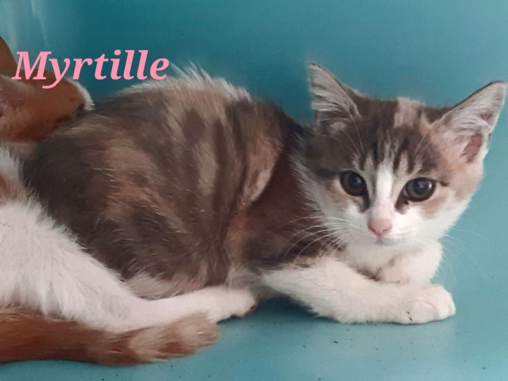 Animal à l'adoption
