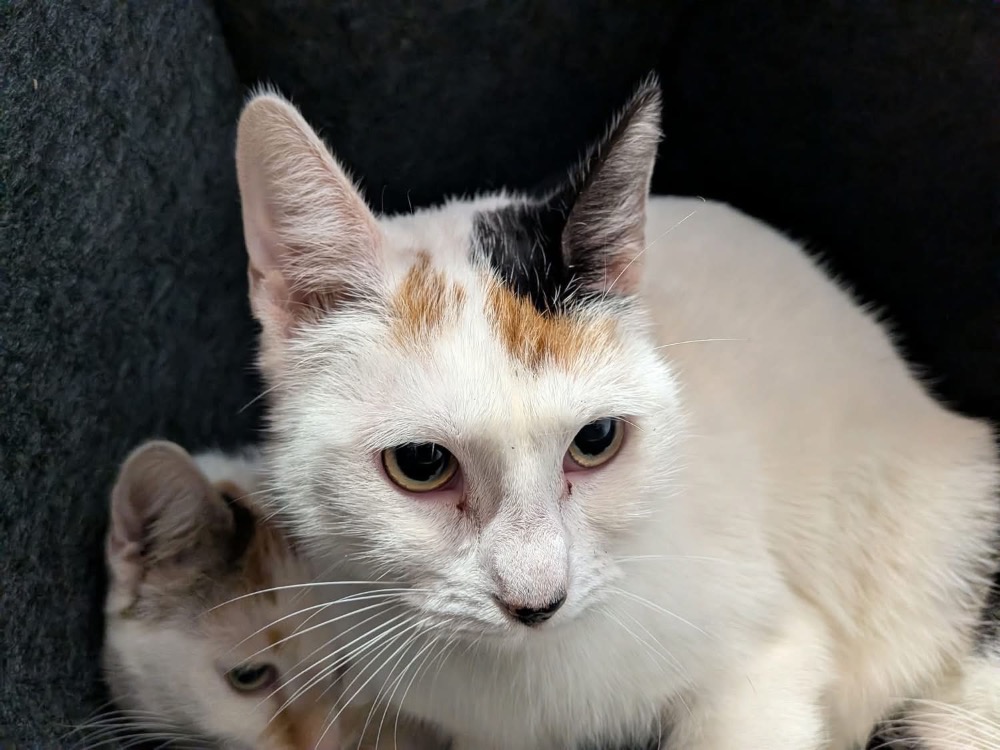Animal à l'adoption