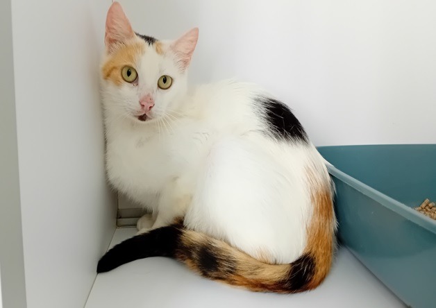 Myrtille