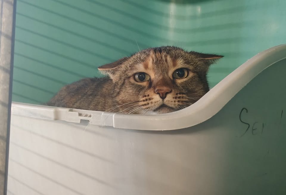 Animal à l'adoption