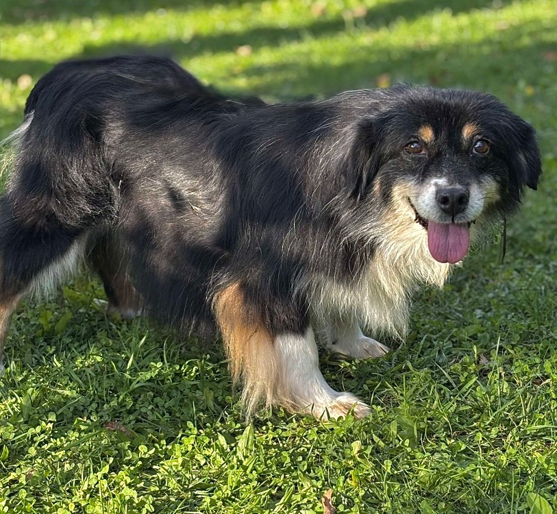 Animal à l'adoption