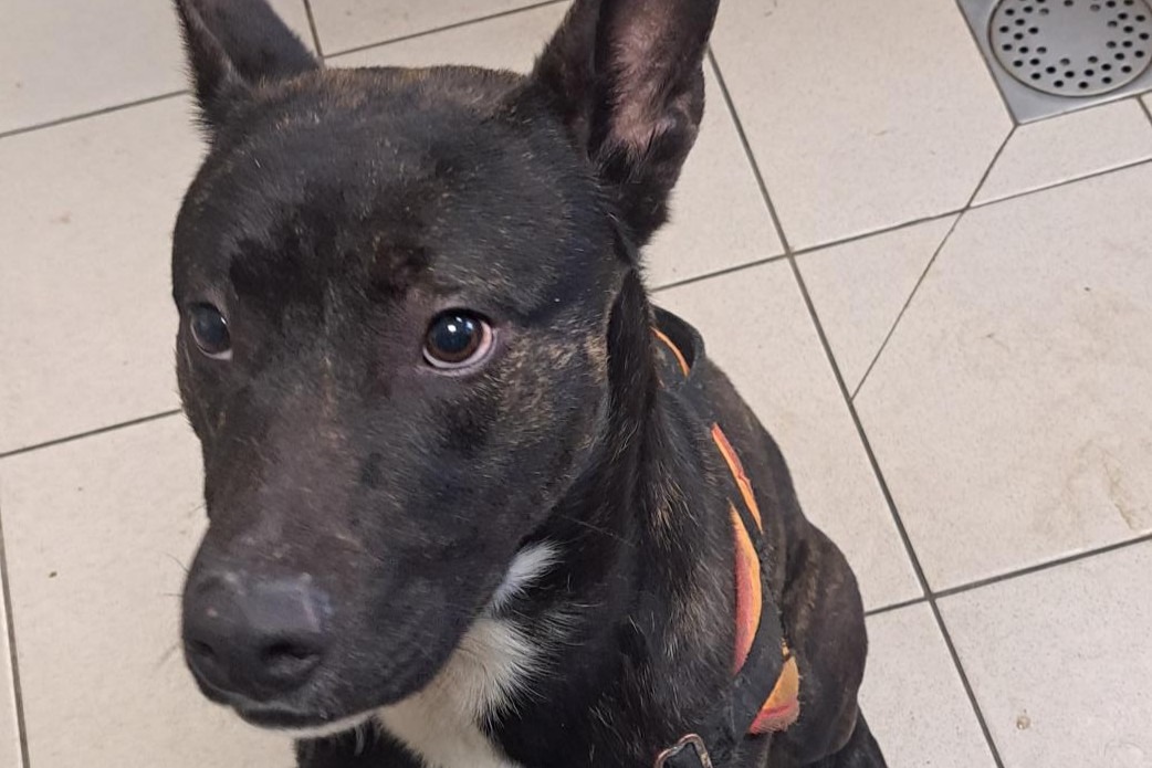 Animal à l'adoption