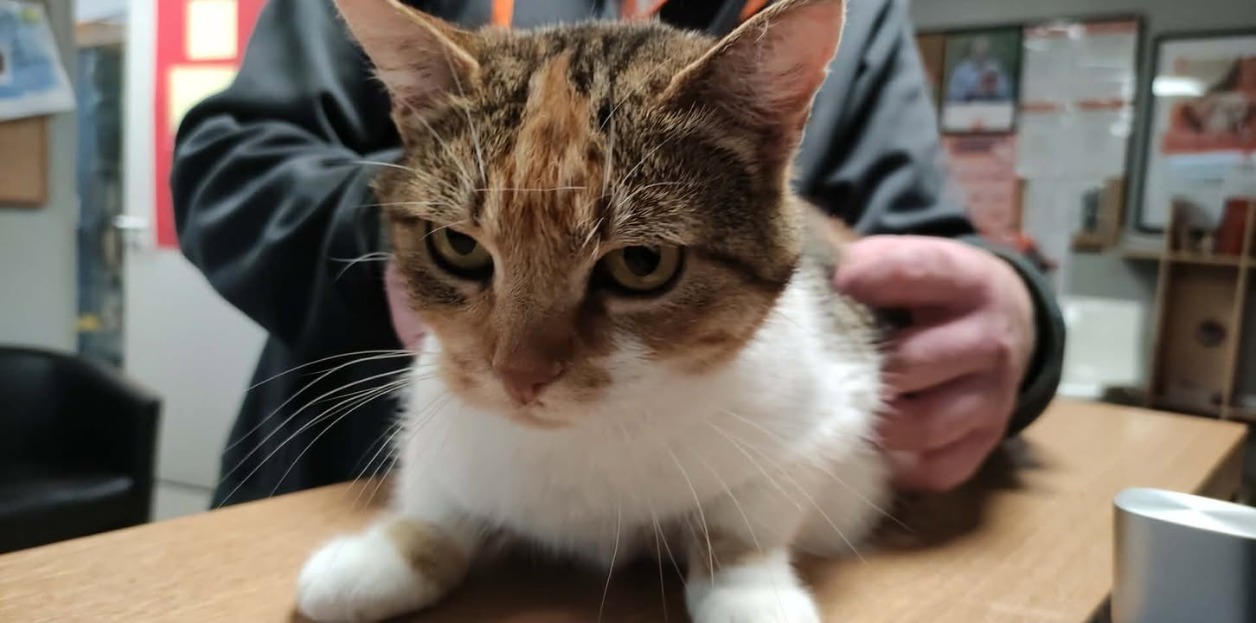Animal à l'adoption