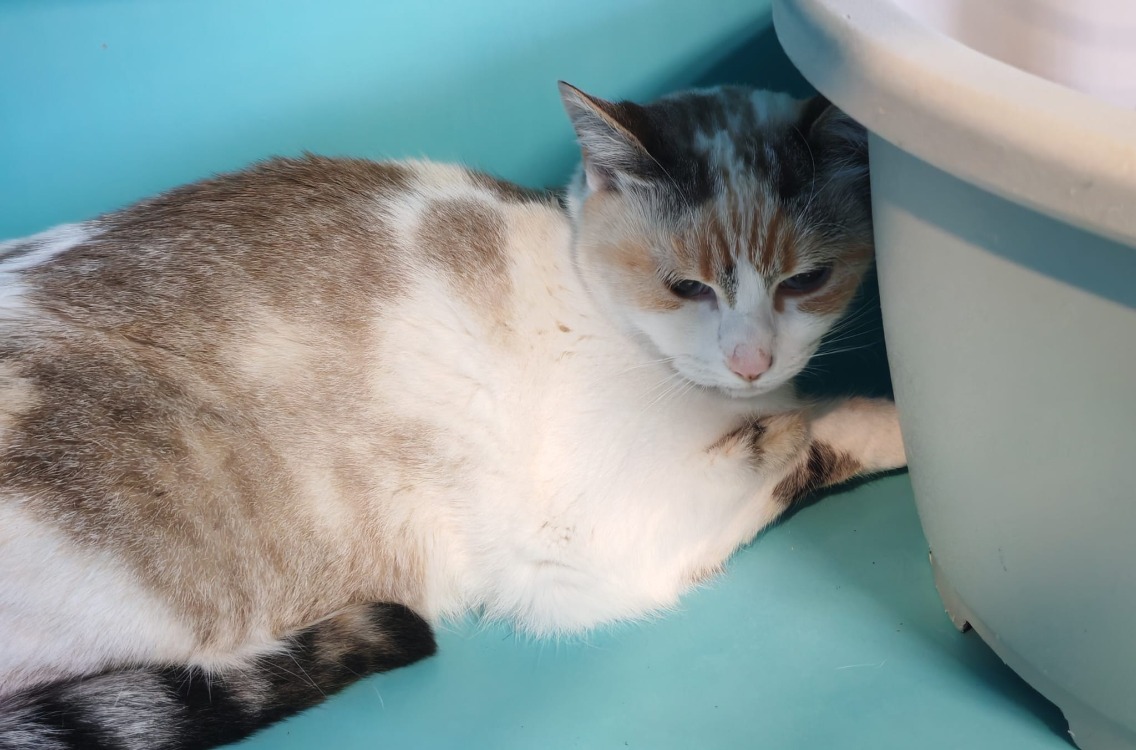 Animal à l'adoption