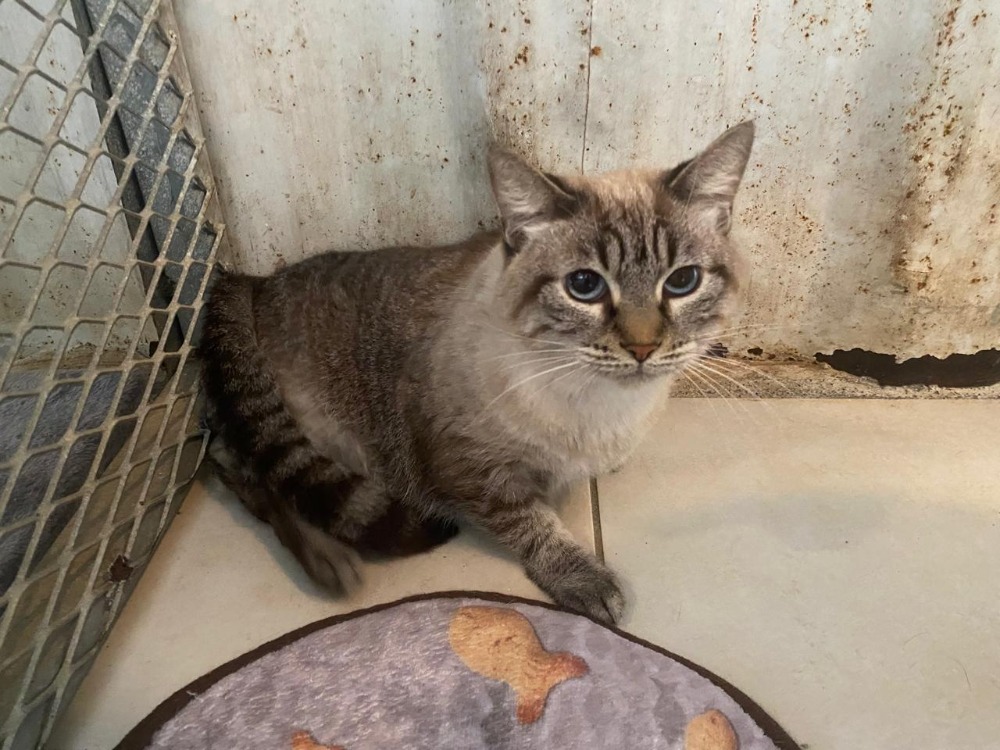 Animal à l'adoption