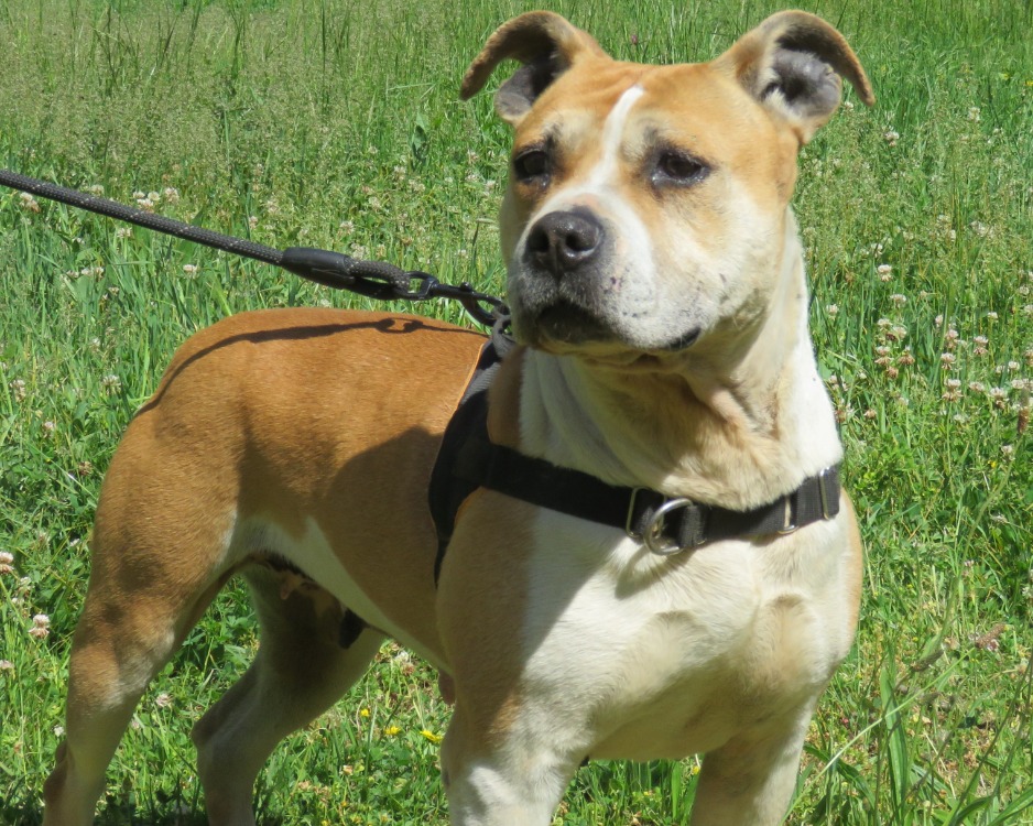 Animal à l'adoption