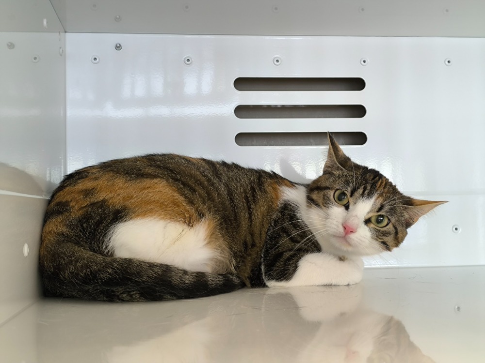 Animal à l'adoption