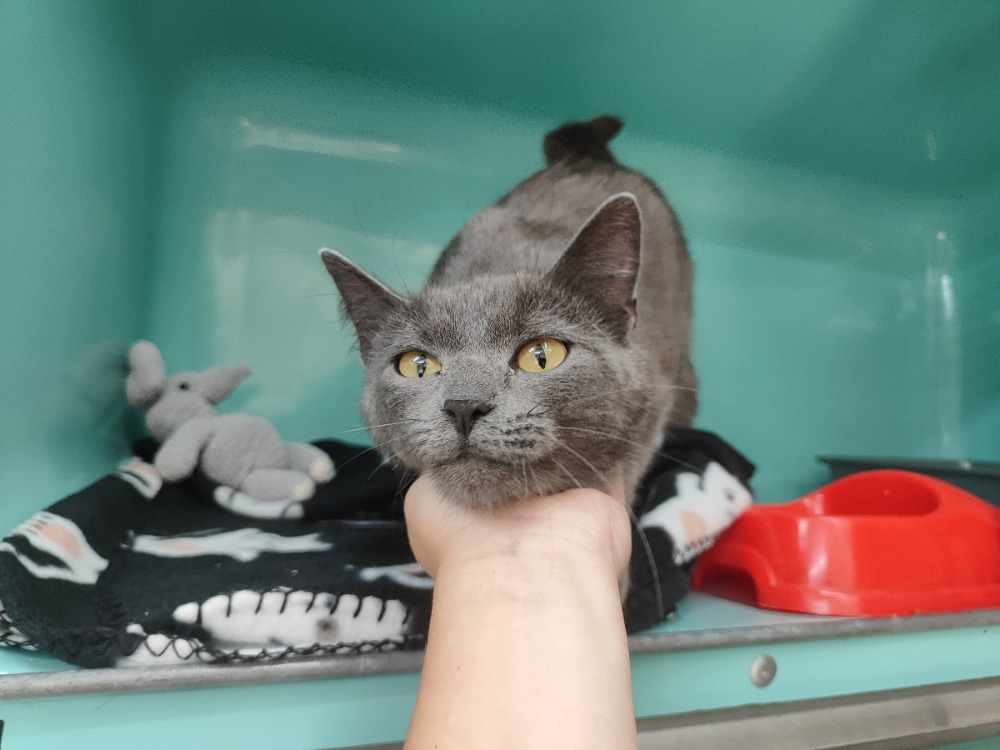 Photo de Namie ( en cours d'adoption)