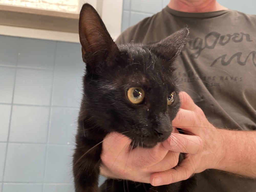 Animal à l'adoption