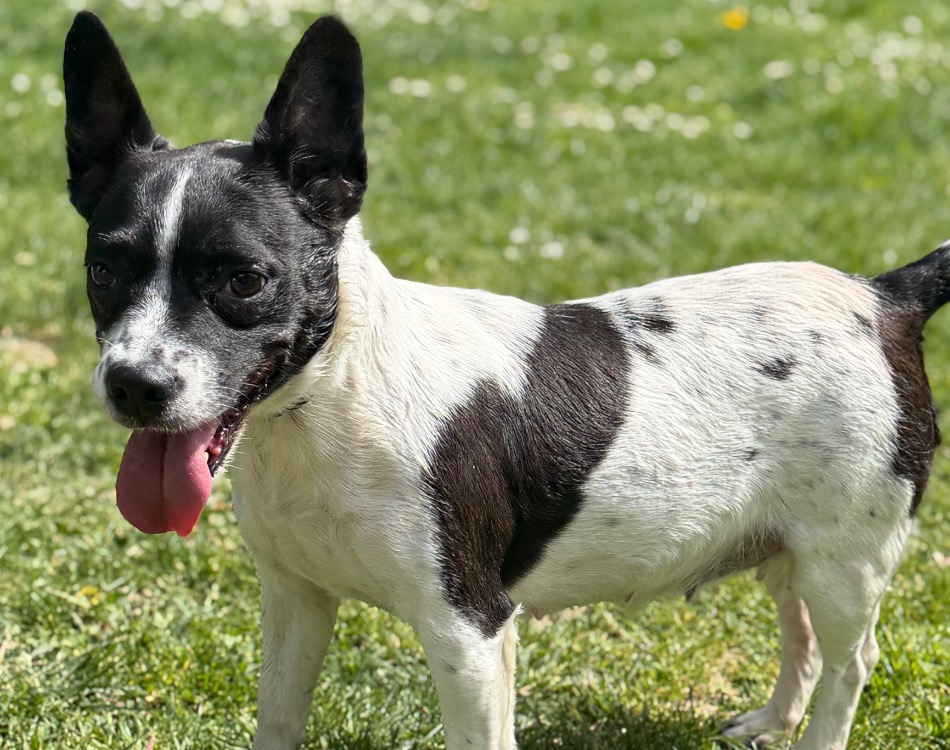 Animal à l'adoption
