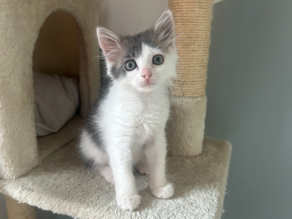 Animal à l'adoption