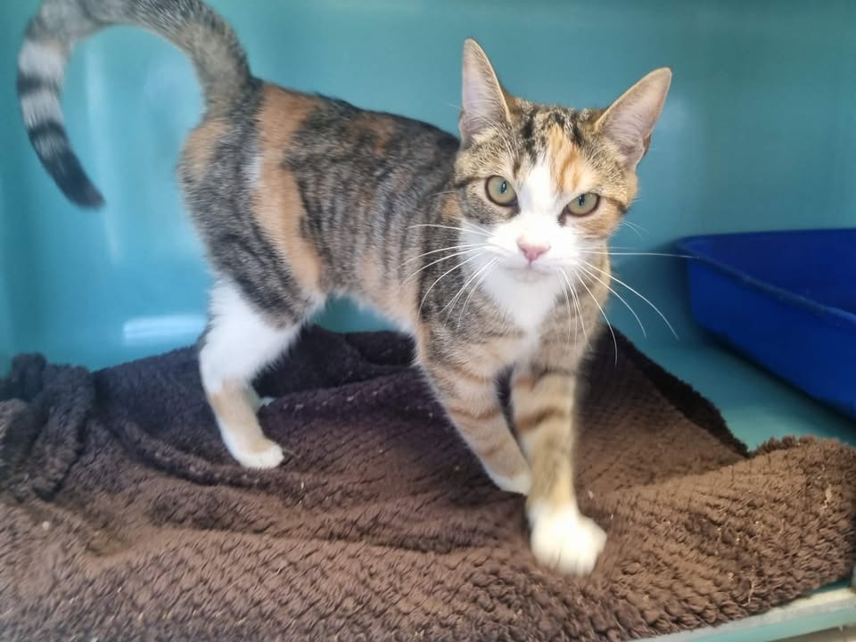 Animal à l'adoption