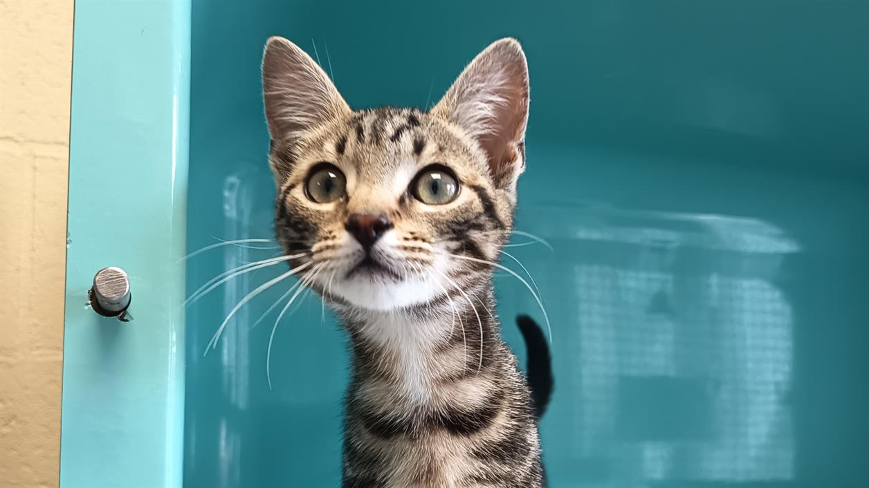 Animal à l'adoption