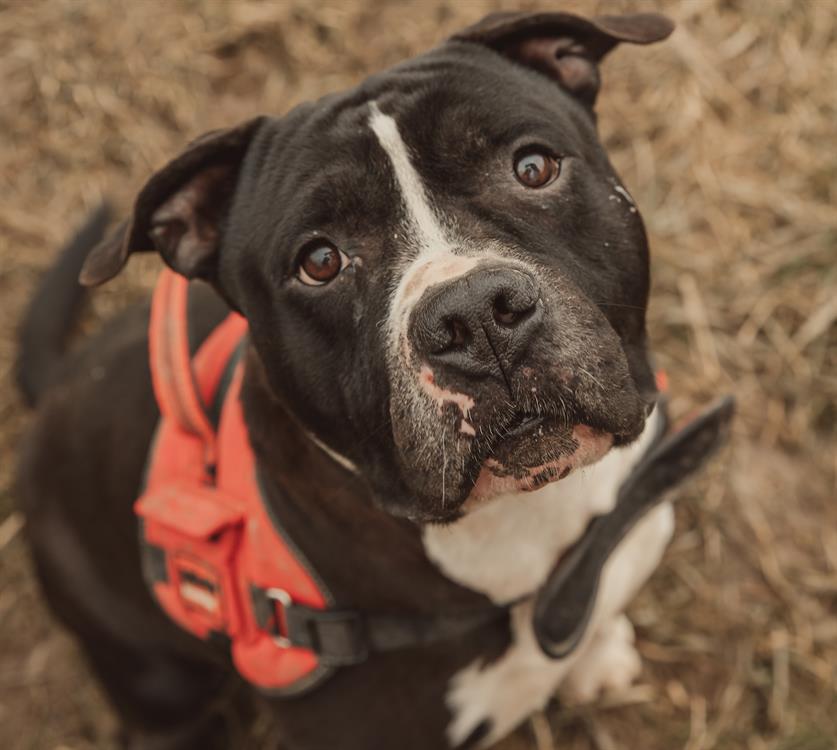 Animal à l'adoption