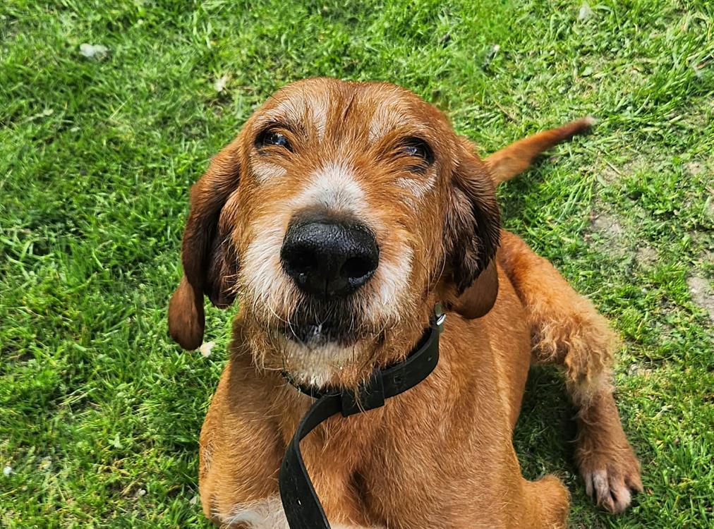 Animal à l'adoption
