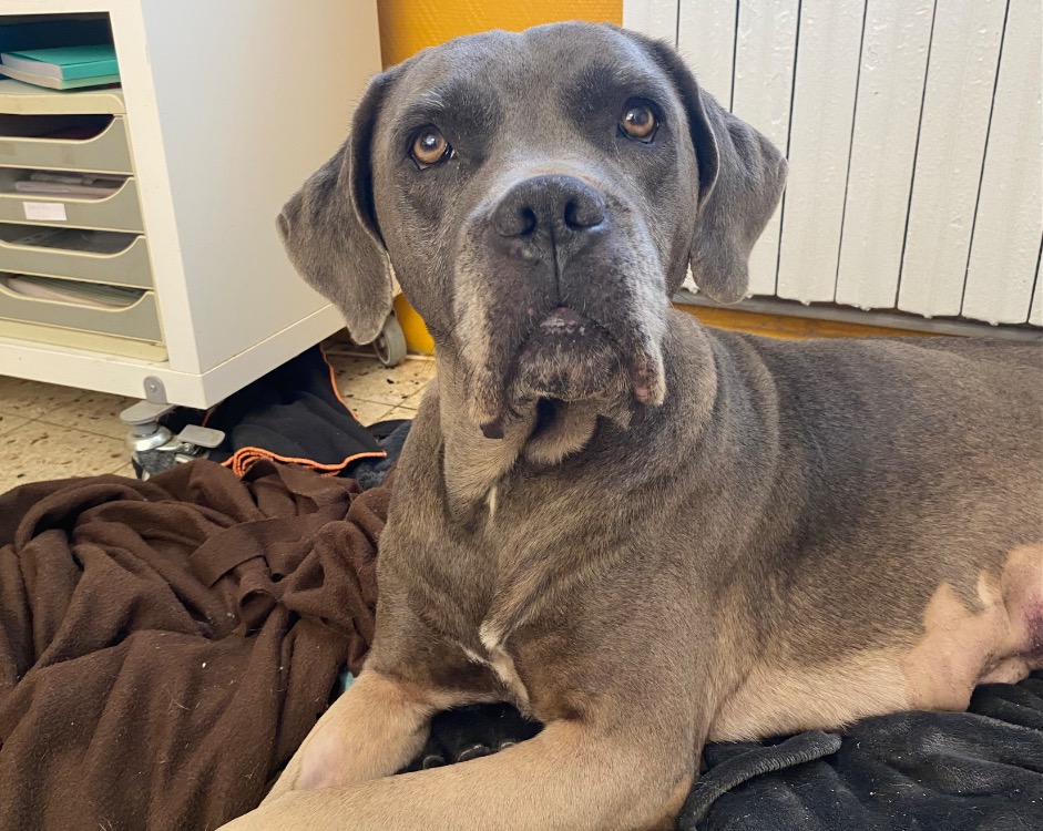 Animal à l'adoption