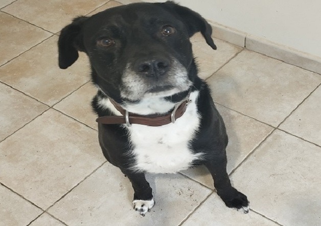 Nash (nommé didi)