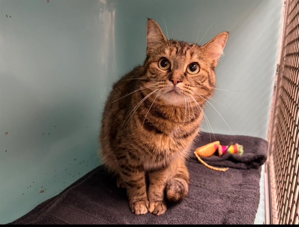 Animal à l'adoption