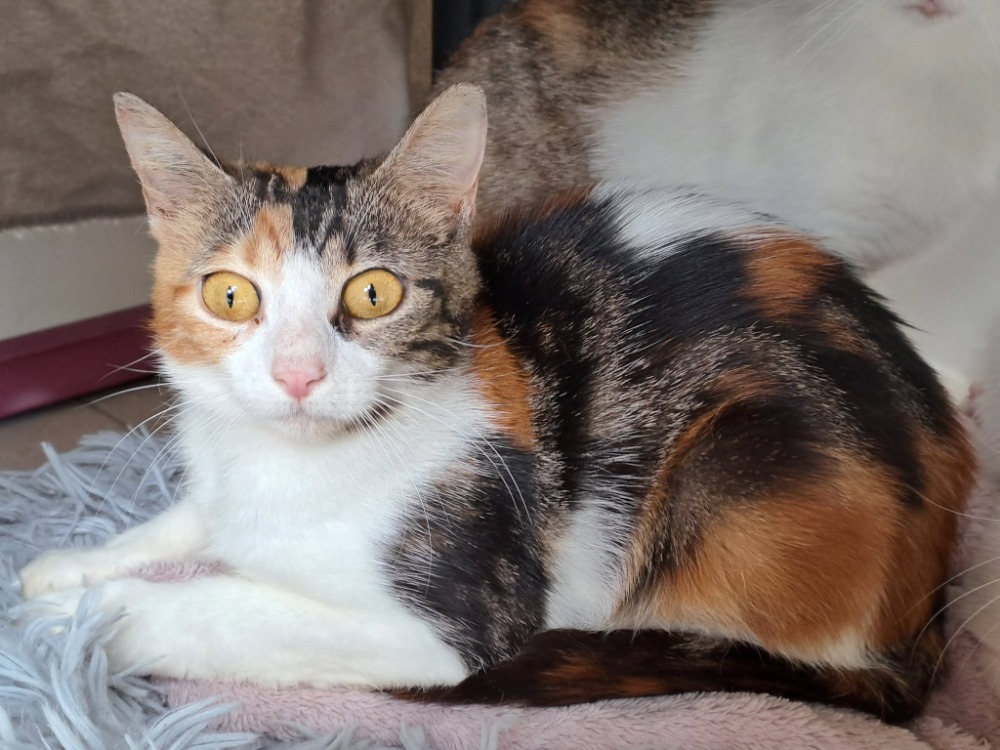 Animal à l'adoption