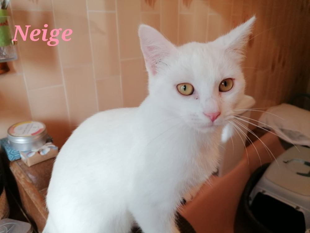 Animal à l'adoption