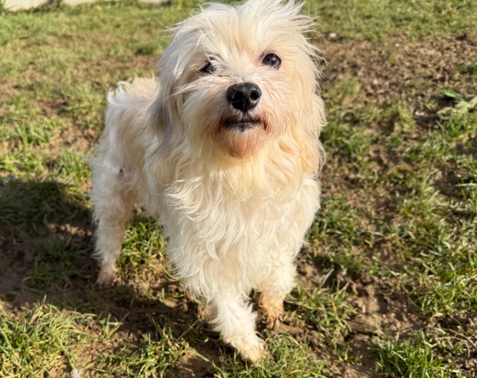 Animal à l'adoption