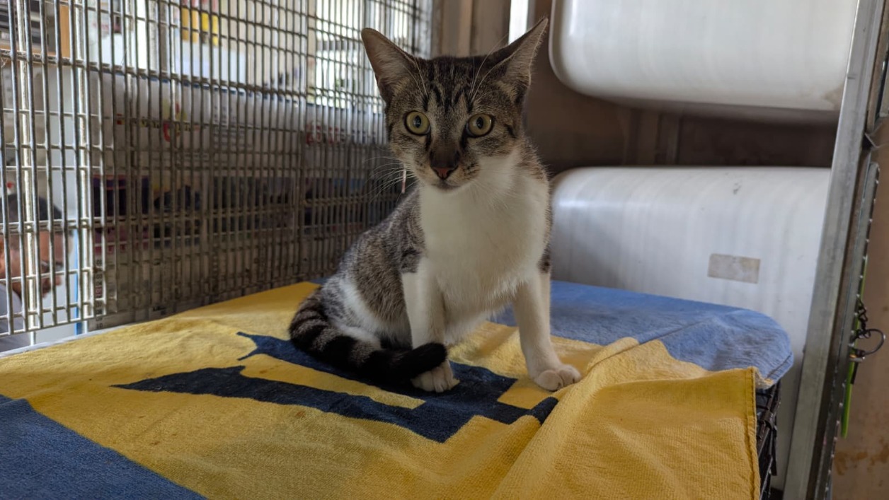 Animal à l'adoption
