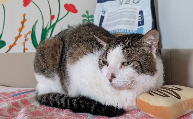 Animal à l'adoption