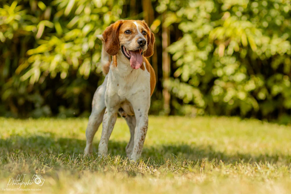 Animal à l'adoption