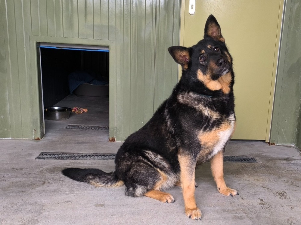 Animal à l'adoption