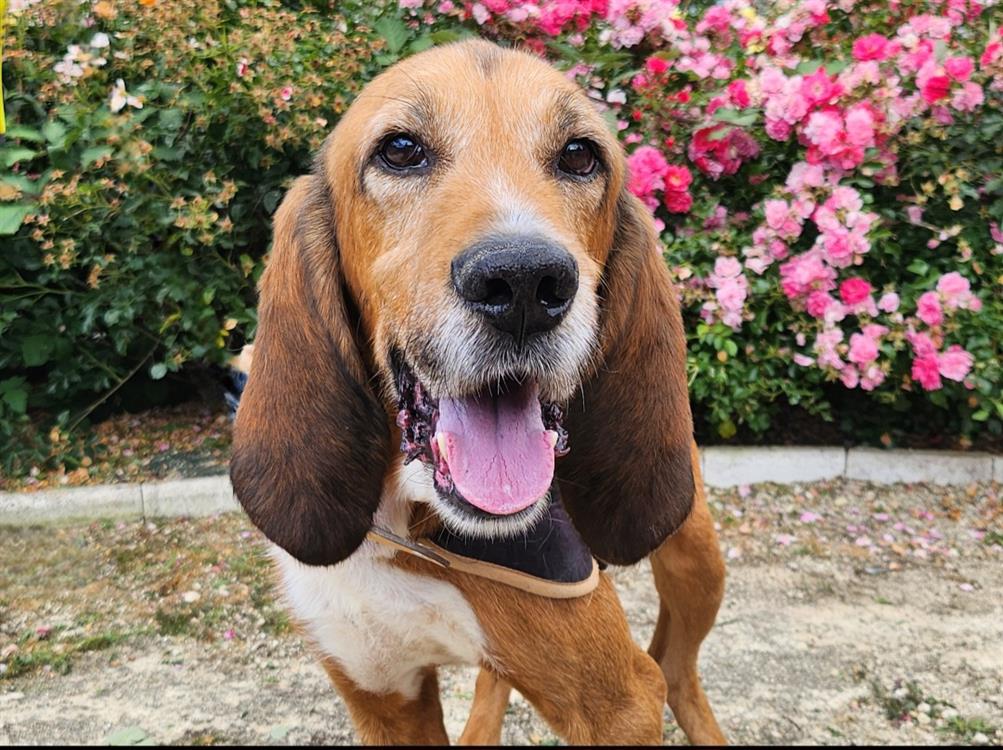 Animal à l'adoption