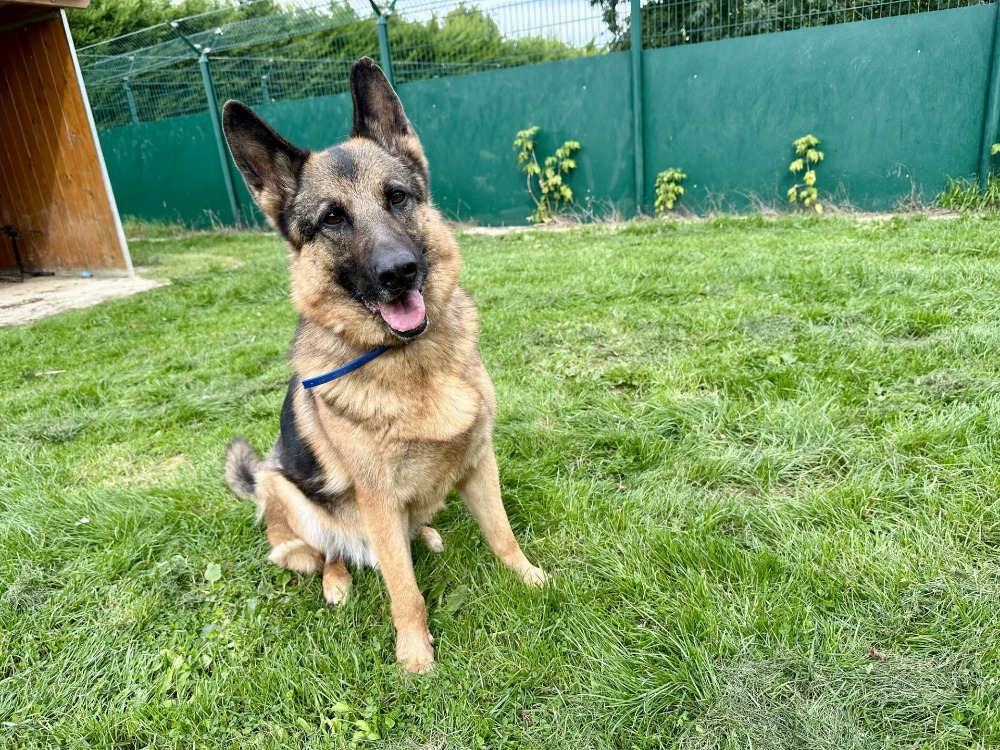 Animal à l'adoption