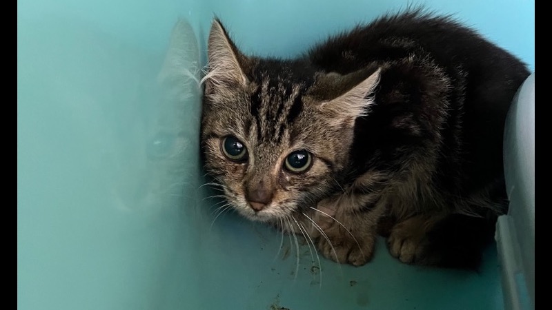Animal à l'adoption