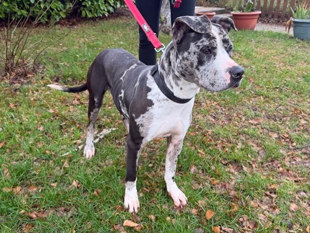 Animal à l'adoption