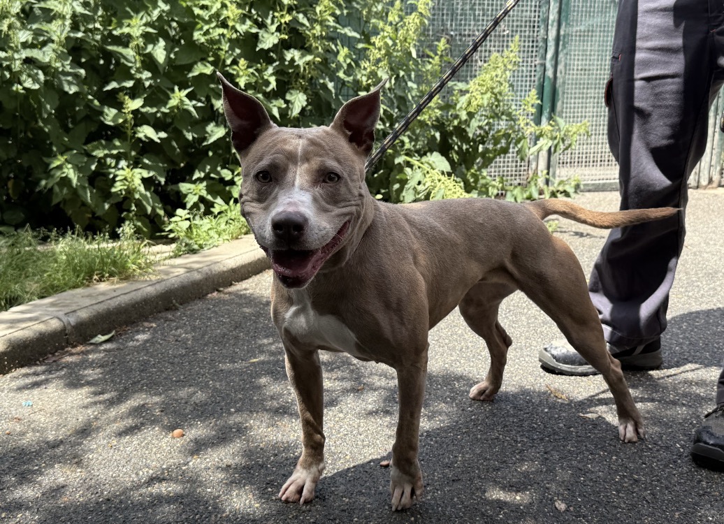 Animal à l'adoption
