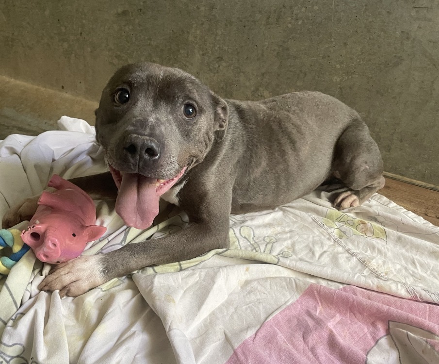 Animal à l'adoption