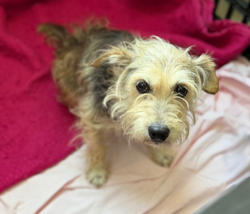 Animal à l'adoption