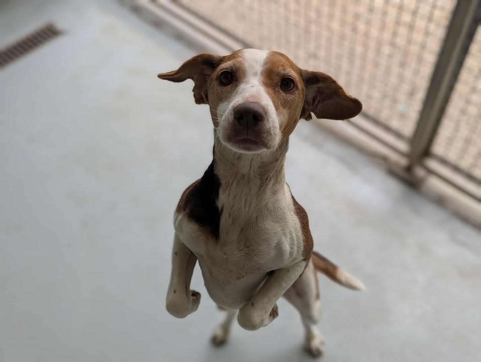 Animal à l'adoption
