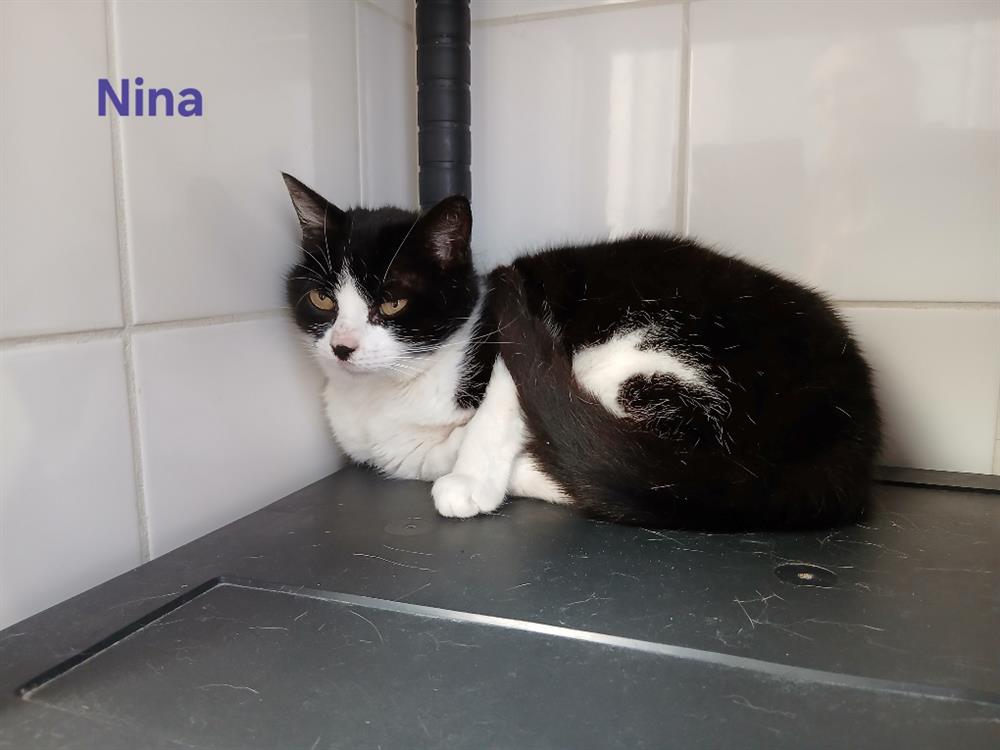 Animal à l'adoption