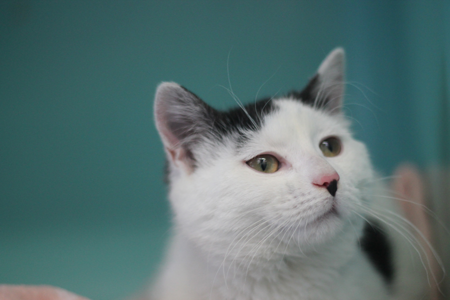 Animal à l'adoption