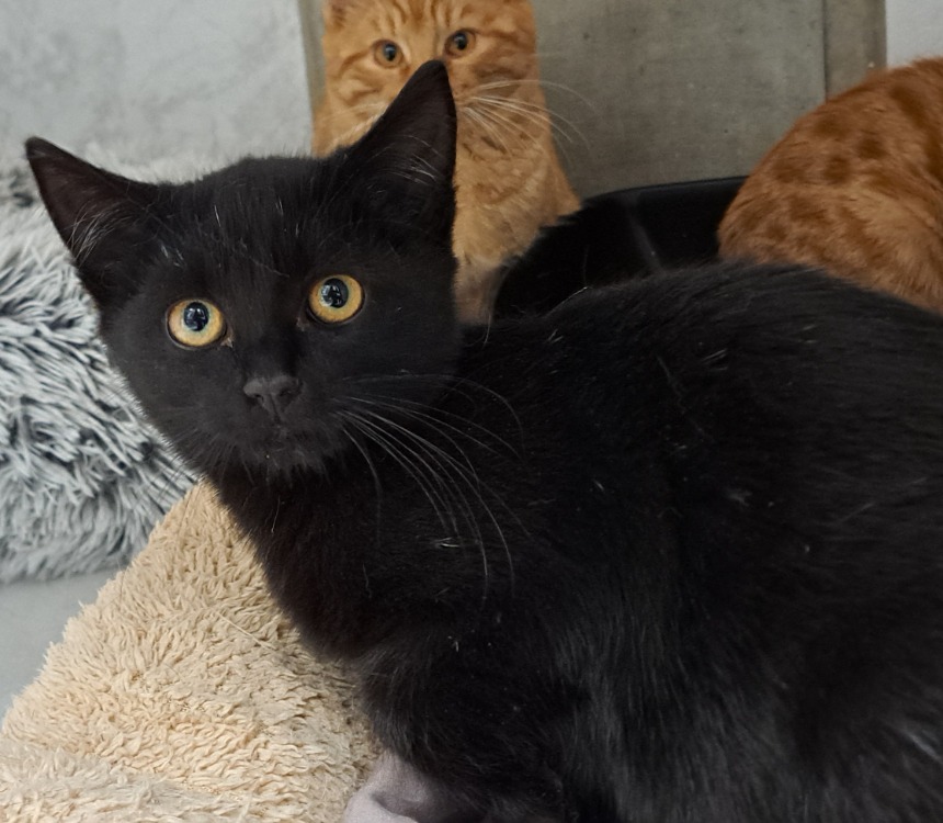 Animal à l'adoption